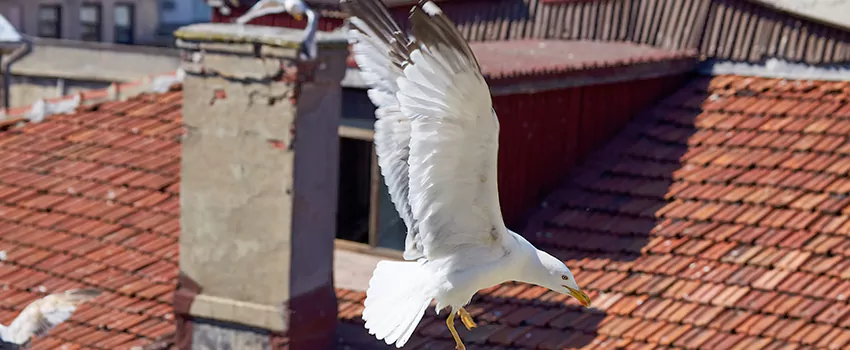 Residential Chimney Animal Removal Solution in Hacienda Heights, CA